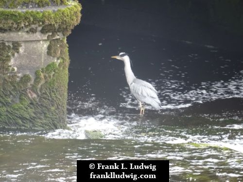 Heron on the Garavogue